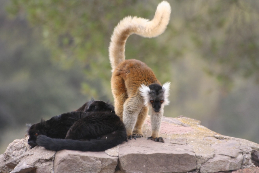 gal/Voyages/France/Cote_Azur/Zoo_de_Frejus/IMG_5482.JPG