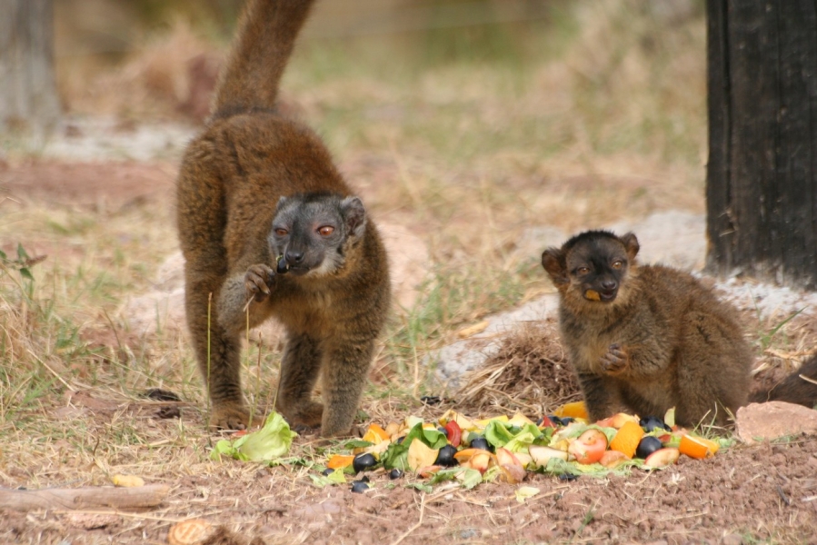 gal/Voyages/France/Cote_Azur/Zoo_de_Frejus/IMG_5487.JPG