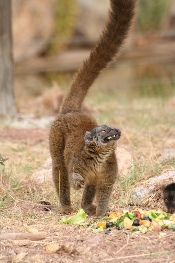 gal/Voyages/France/Cote_Azur/Zoo_de_Frejus/IMG_5488.JPG