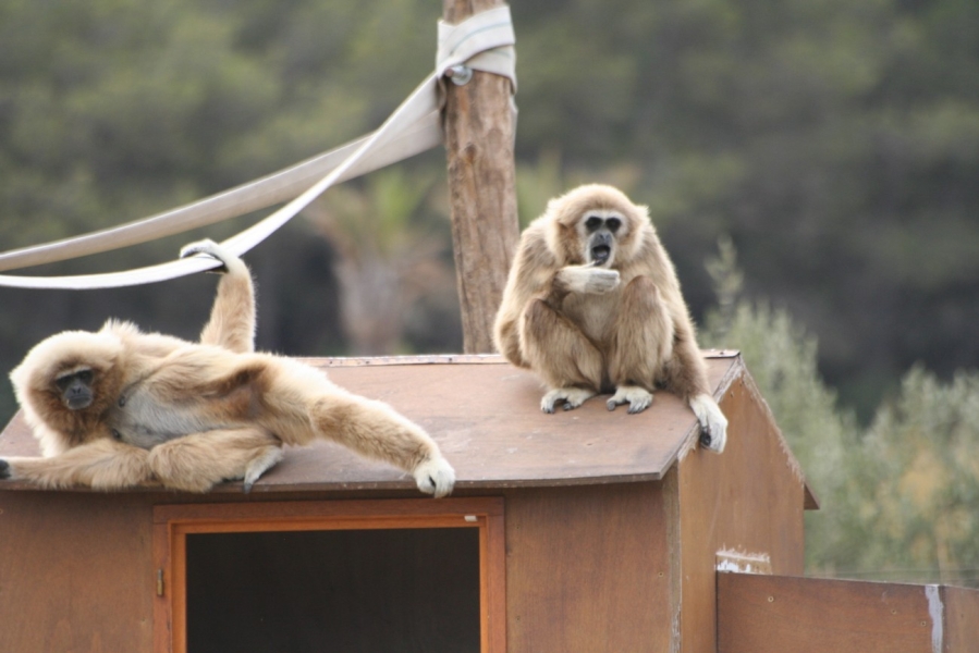 gal/Voyages/France/Cote_Azur/Zoo_de_Frejus/IMG_5495.JPG
