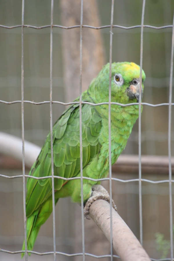 gal/Voyages/France/Cote_Azur/Zoo_de_Frejus/IMG_5499.JPG