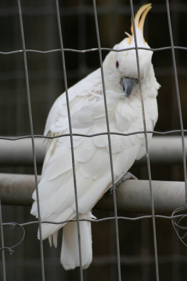 gal/Voyages/France/Cote_Azur/Zoo_de_Frejus/IMG_5501.JPG