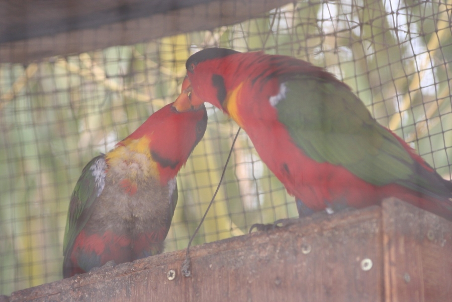 gal/Voyages/France/Cote_Azur/Zoo_de_Frejus/IMG_5503.JPG