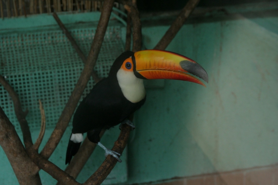 gal/Voyages/France/Cote_Azur/Zoo_de_Frejus/IMG_5520.JPG