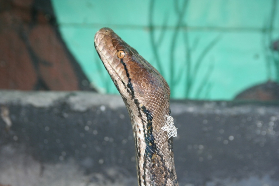 gal/Voyages/France/Cote_Azur/Zoo_de_Frejus/IMG_5526.JPG