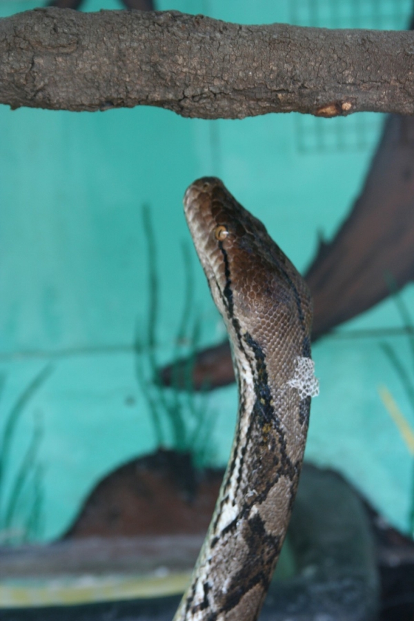 gal/Voyages/France/Cote_Azur/Zoo_de_Frejus/IMG_5528.JPG