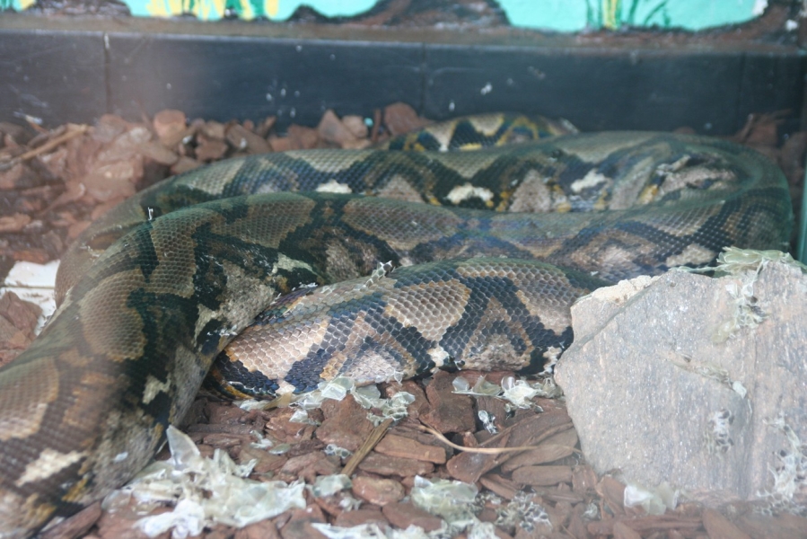 gal/Voyages/France/Cote_Azur/Zoo_de_Frejus/IMG_5529.JPG