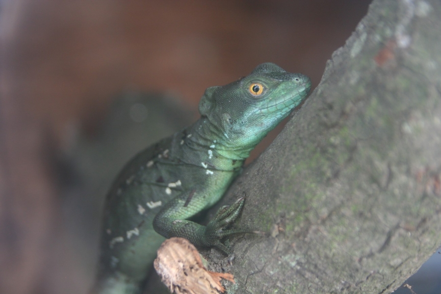 gal/Voyages/France/Cote_Azur/Zoo_de_Frejus/IMG_5534.JPG