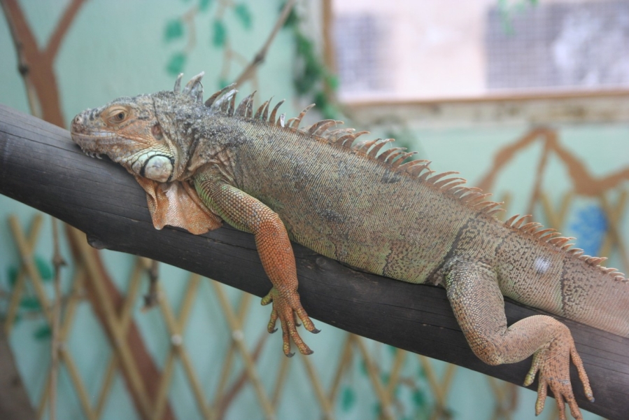 gal/Voyages/France/Cote_Azur/Zoo_de_Frejus/IMG_5536.JPG