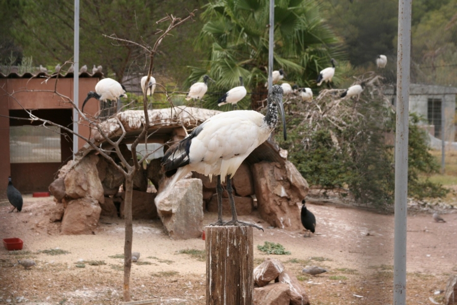 gal/Voyages/France/Cote_Azur/Zoo_de_Frejus/IMG_5539.JPG