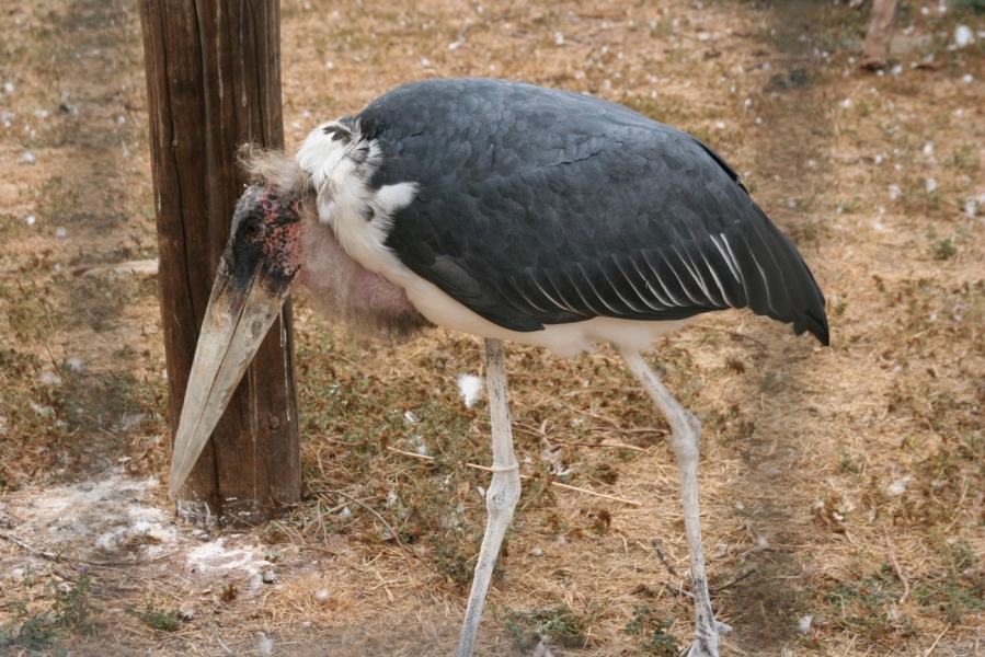 gal/Voyages/France/Cote_Azur/Zoo_de_Frejus/IMG_5546.JPG