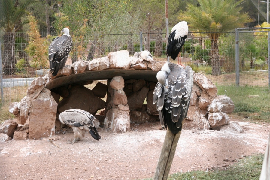 gal/Voyages/France/Cote_Azur/Zoo_de_Frejus/IMG_5548.JPG