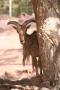 gal/Voyages/France/Cote_Azur/Zoo_de_Frejus/_thb_IMG_5322.JPG