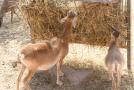 gal/Voyages/France/Cote_Azur/Zoo_de_Frejus/_thb_IMG_5323.JPG