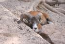 gal/Voyages/France/Cote_Azur/Zoo_de_Frejus/_thb_IMG_5324.JPG