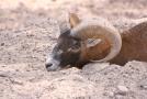 gal/Voyages/France/Cote_Azur/Zoo_de_Frejus/_thb_IMG_5328.JPG