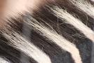 gal/Voyages/France/Cote_Azur/Zoo_de_Frejus/_thb_IMG_5329.JPG