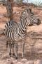 gal/Voyages/France/Cote_Azur/Zoo_de_Frejus/_thb_IMG_5333.JPG