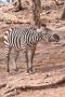 gal/Voyages/France/Cote_Azur/Zoo_de_Frejus/_thb_IMG_5335.JPG