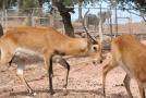 gal/Voyages/France/Cote_Azur/Zoo_de_Frejus/_thb_IMG_5337.JPG