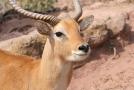gal/Voyages/France/Cote_Azur/Zoo_de_Frejus/_thb_IMG_5338.JPG