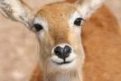 gal/Voyages/France/Cote_Azur/Zoo_de_Frejus/_thb_IMG_5343.JPG
