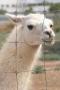 gal/Voyages/France/Cote_Azur/Zoo_de_Frejus/_thb_IMG_5345.JPG