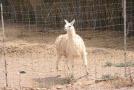gal/Voyages/France/Cote_Azur/Zoo_de_Frejus/_thb_IMG_5346.JPG