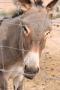 gal/Voyages/France/Cote_Azur/Zoo_de_Frejus/_thb_IMG_5347.JPG