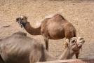gal/Voyages/France/Cote_Azur/Zoo_de_Frejus/_thb_IMG_5360.JPG