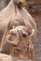 gal/Voyages/France/Cote_Azur/Zoo_de_Frejus/_thb_IMG_5362.JPG
