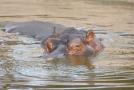 gal/Voyages/France/Cote_Azur/Zoo_de_Frejus/_thb_IMG_5364.JPG