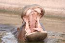 gal/Voyages/France/Cote_Azur/Zoo_de_Frejus/_thb_IMG_5365.JPG