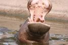 gal/Voyages/France/Cote_Azur/Zoo_de_Frejus/_thb_IMG_5366.JPG