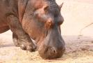 gal/Voyages/France/Cote_Azur/Zoo_de_Frejus/_thb_IMG_5369.JPG