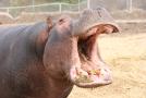 gal/Voyages/France/Cote_Azur/Zoo_de_Frejus/_thb_IMG_5372.JPG