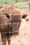gal/Voyages/France/Cote_Azur/Zoo_de_Frejus/_thb_IMG_5377.JPG