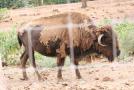 gal/Voyages/France/Cote_Azur/Zoo_de_Frejus/_thb_IMG_5378.JPG