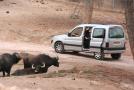 gal/Voyages/France/Cote_Azur/Zoo_de_Frejus/_thb_IMG_5380.JPG