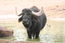 gal/Voyages/France/Cote_Azur/Zoo_de_Frejus/_thb_IMG_5382.JPG