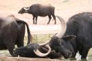 gal/Voyages/France/Cote_Azur/Zoo_de_Frejus/_thb_IMG_5383.JPG