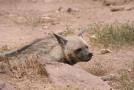 gal/Voyages/France/Cote_Azur/Zoo_de_Frejus/_thb_IMG_5387.JPG