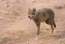 gal/Voyages/France/Cote_Azur/Zoo_de_Frejus/_thb_IMG_5391.JPG