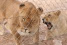 gal/Voyages/France/Cote_Azur/Zoo_de_Frejus/_thb_IMG_5398.JPG