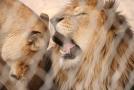 gal/Voyages/France/Cote_Azur/Zoo_de_Frejus/_thb_IMG_5407.JPG