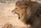 gal/Voyages/France/Cote_Azur/Zoo_de_Frejus/_thb_IMG_5411.JPG