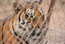 gal/Voyages/France/Cote_Azur/Zoo_de_Frejus/_thb_IMG_5416.JPG