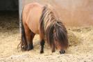 gal/Voyages/France/Cote_Azur/Zoo_de_Frejus/_thb_IMG_5423.JPG