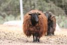 gal/Voyages/France/Cote_Azur/Zoo_de_Frejus/_thb_IMG_5430.JPG
