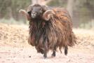 gal/Voyages/France/Cote_Azur/Zoo_de_Frejus/_thb_IMG_5431.JPG